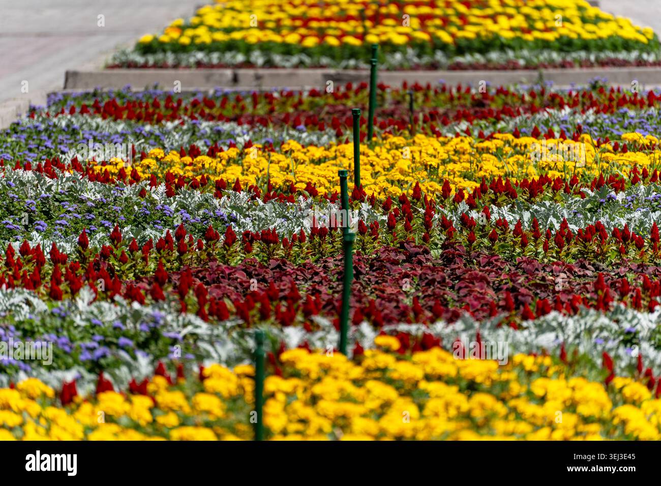 Vivace letto di fiori con piante ornamentali multicolore e fiori in un parco cittadino. Foto Stock