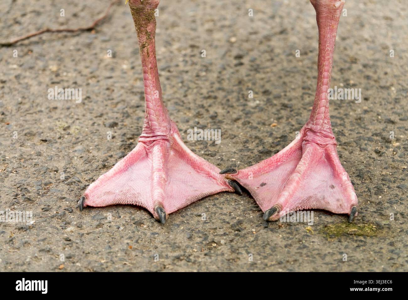 Piedi rosa di un'oca egiziana, dettaglio dei piedi intrecciati rosa dell'oca egiziana Alopochen aegyptiaca sulla strada asfaltata Foto Stock