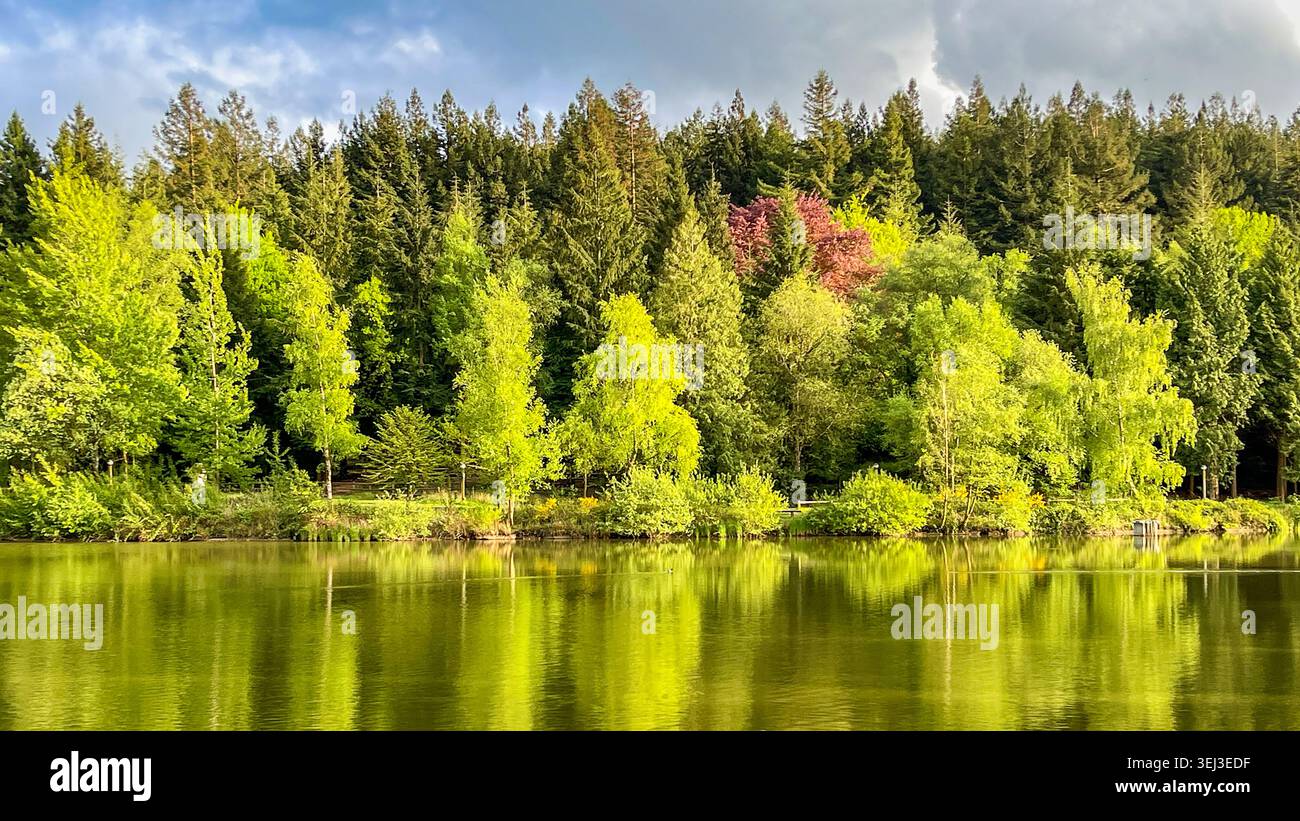 Colorata vista panoramica del lago e riflessi di alberi con una foresta sullo sfondo. Niente persone. - Immagine stock catturata con smartphone