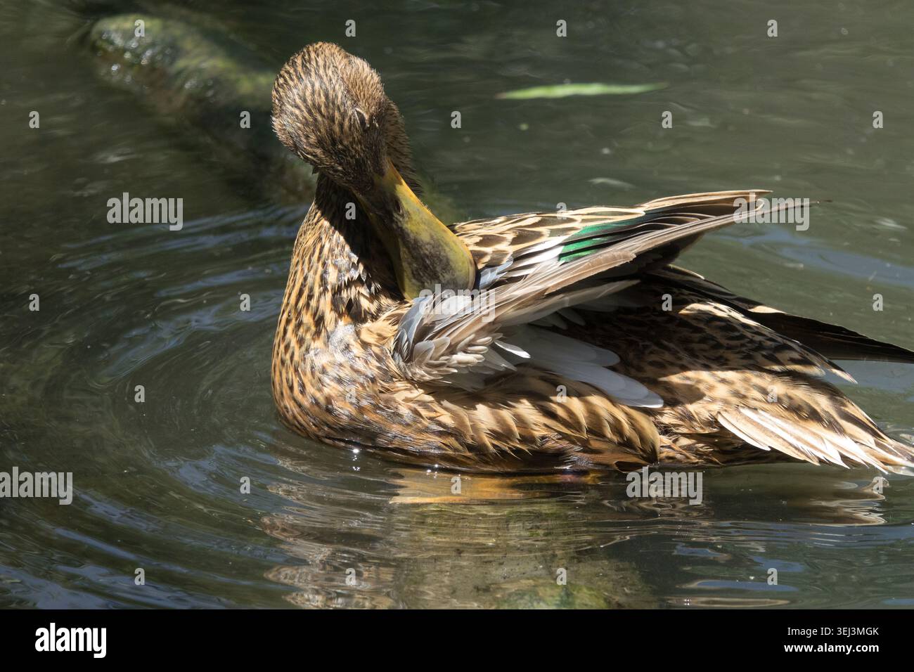 Brown femmina Northern Shoveler Spatula clypeata Foto Stock