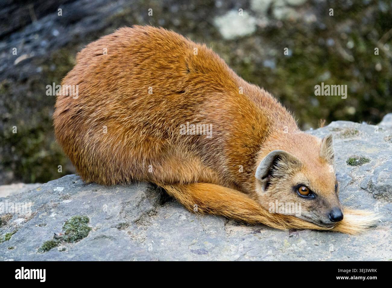 Cynictis penicillata Mongoose gialle rossastra distesa su roccia Foto Stock