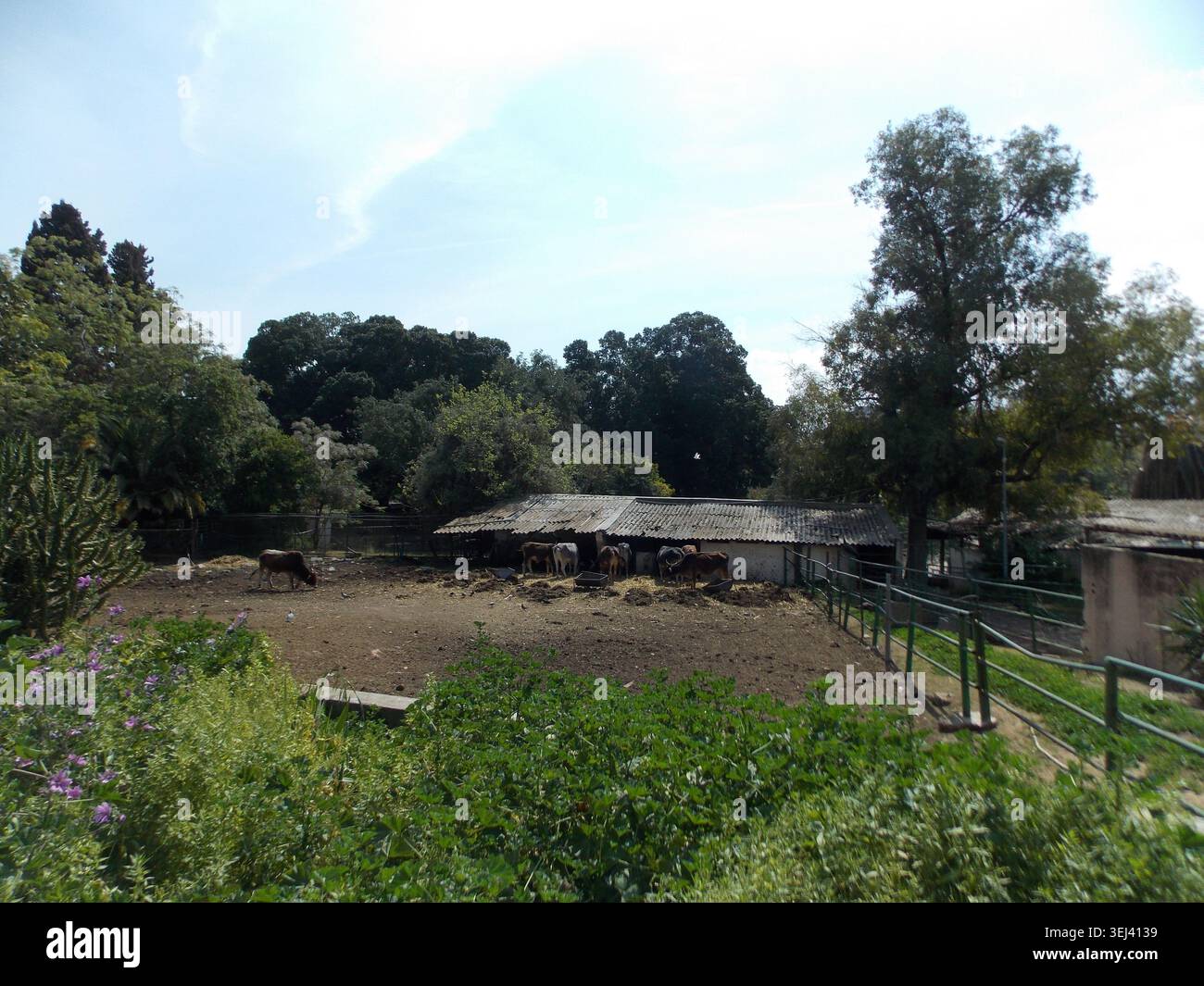 Vista panoramica del recinto di bestiame al Belvedere Zoo Tunisi. Foto Stock