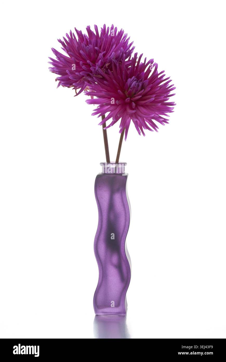 Due fiori dalia viola in vaso viola su sfondo bianco sulla superficie argentata riflettente Foto Stock