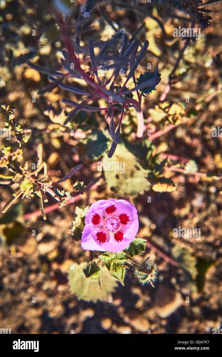 Primo piano con i petali viola e i Red Centers nel soleggiato suolo californiano Foto Stock