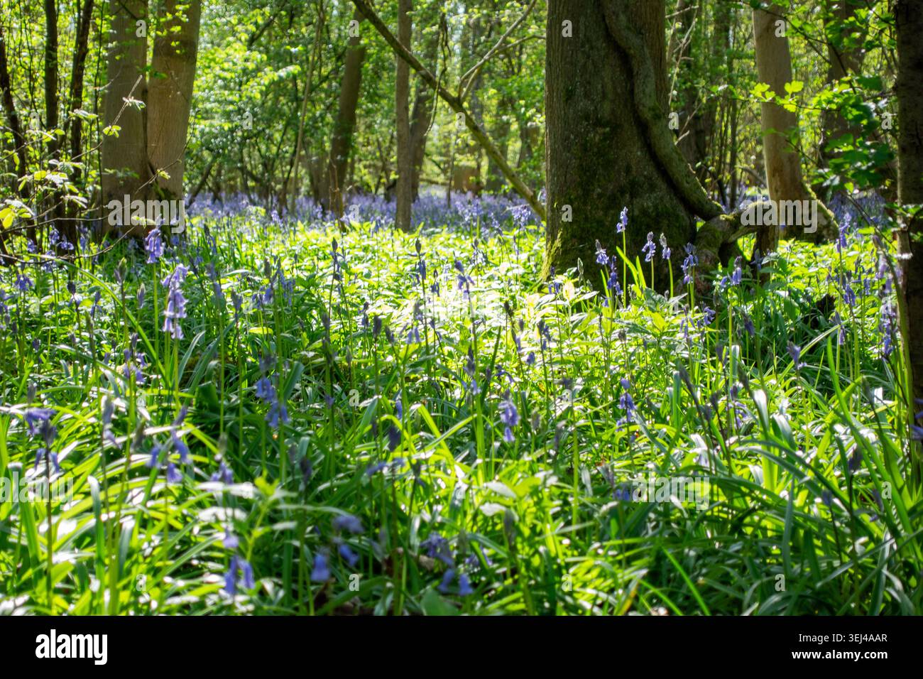 Le campanule ricoprono il suolo del bosco in primavera, e i raggi di sole filtrano attraverso gli alberi. Aprile nel Kent, UK Foto Stock