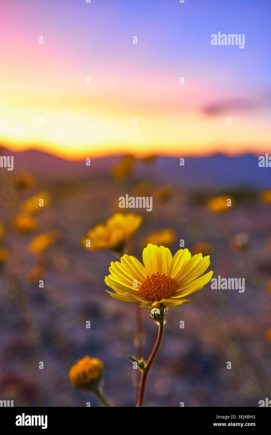 Giallo fiore selvatico Super Bloom al tramonto con morbido sfondo sfocato Foto Stock