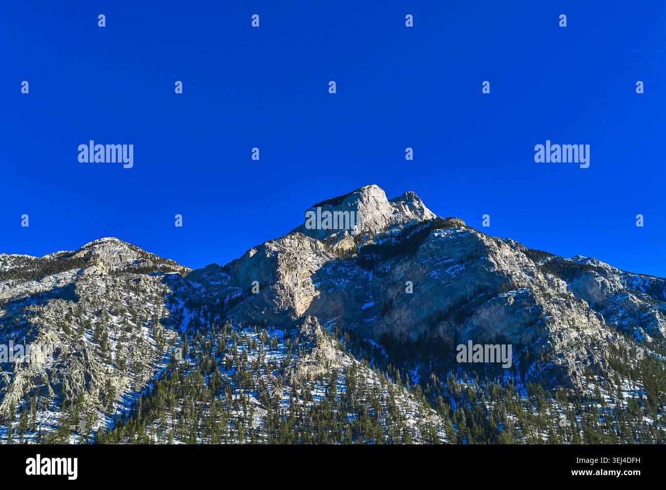 Monte Charleston Snowy Peak e Pine Forest sotto la prospettiva Clear Blue Sky Low Foto Stock