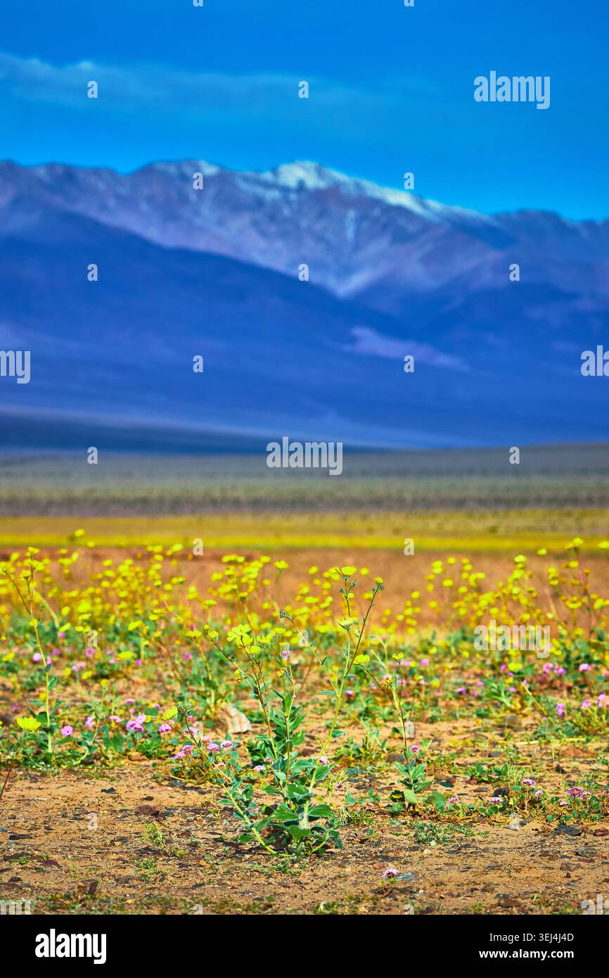 Fiori selvatici Super Bloom e montagne innevate nel deserto della California Foto Stock
