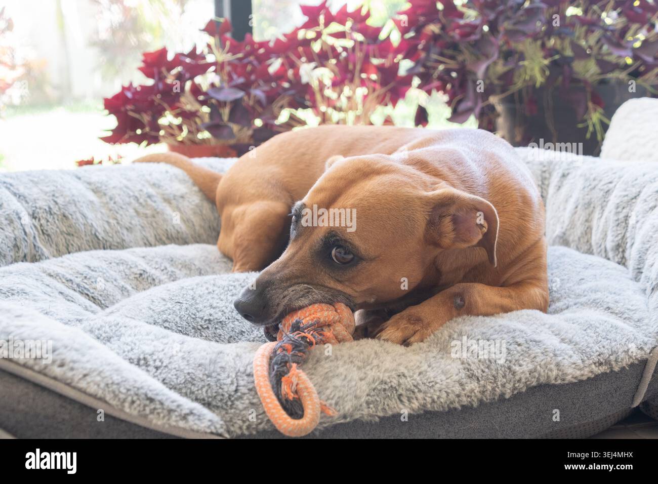 Ha adottato un cane marrone comodamente sdraiato nel suo letto mentre masticava un giocattolo preferito. Accogliente scena di cuccioli in interni che cattura giocosità, comfort, felicità e c Foto Stock