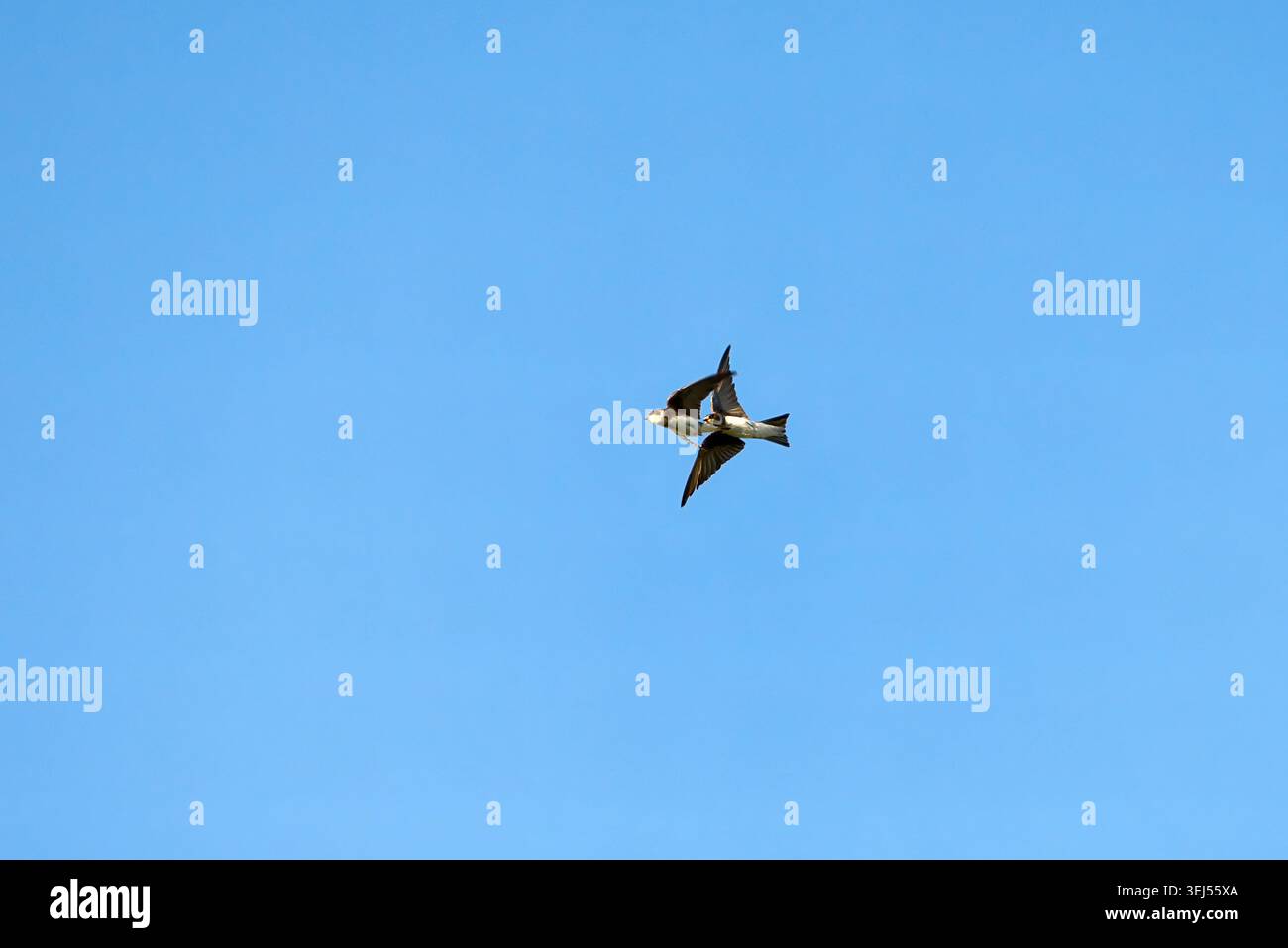 Un paio di rondine in volo contro un cielo limpido Foto Stock