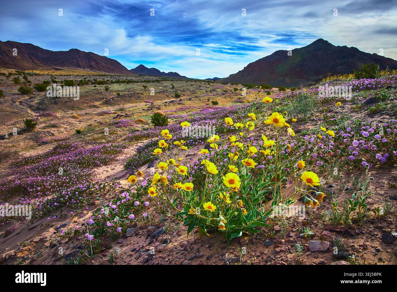 Fiori selvatici in fiore e montagne desertiche nel vibrante paesaggio californiano Foto Stock