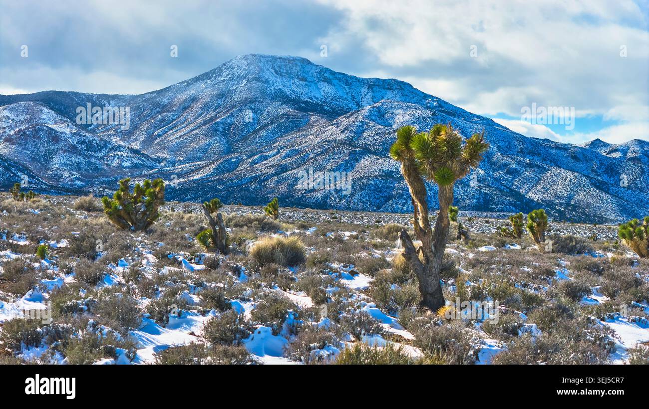 Il Monte Charleston coperto di neve e gli alberi di Joshua nel paesaggio invernale del deserto del Nevada Foto Stock