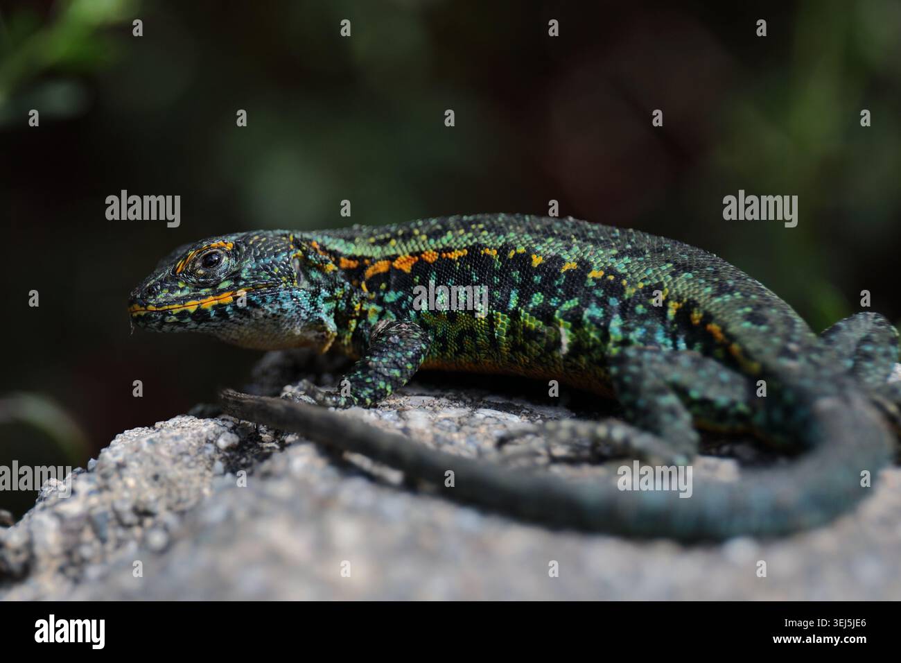 Primo piano di una lucertola colorata con motivi verdi, blu e arancioni che poggiano su una roccia in Patagonia. Messa a fuoco selettiva con sfondo naturale sfocato scuro Foto Stock
