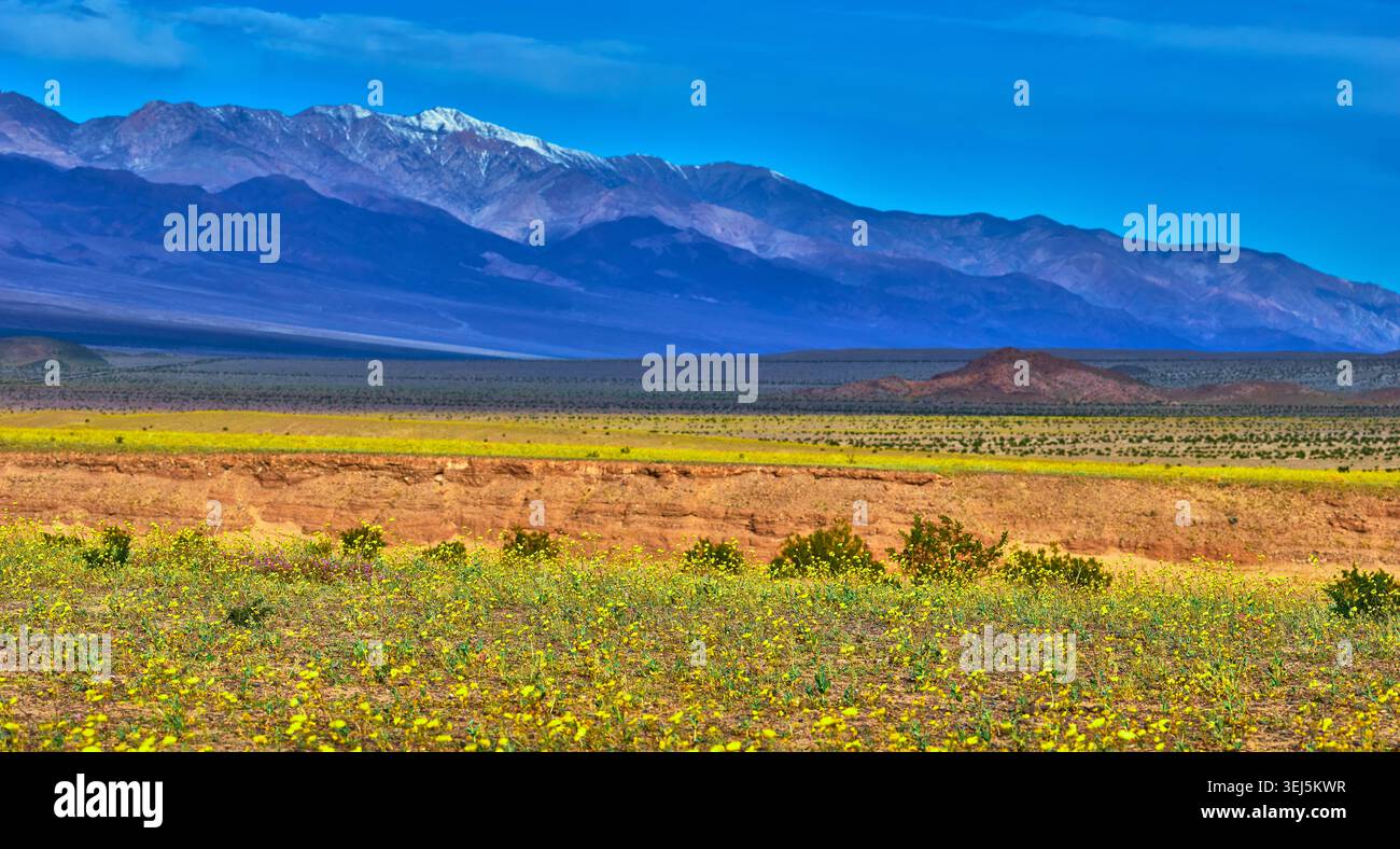 Panorama del Wildflower Super Bloom e delle montagne nella Death Valley California Foto Stock