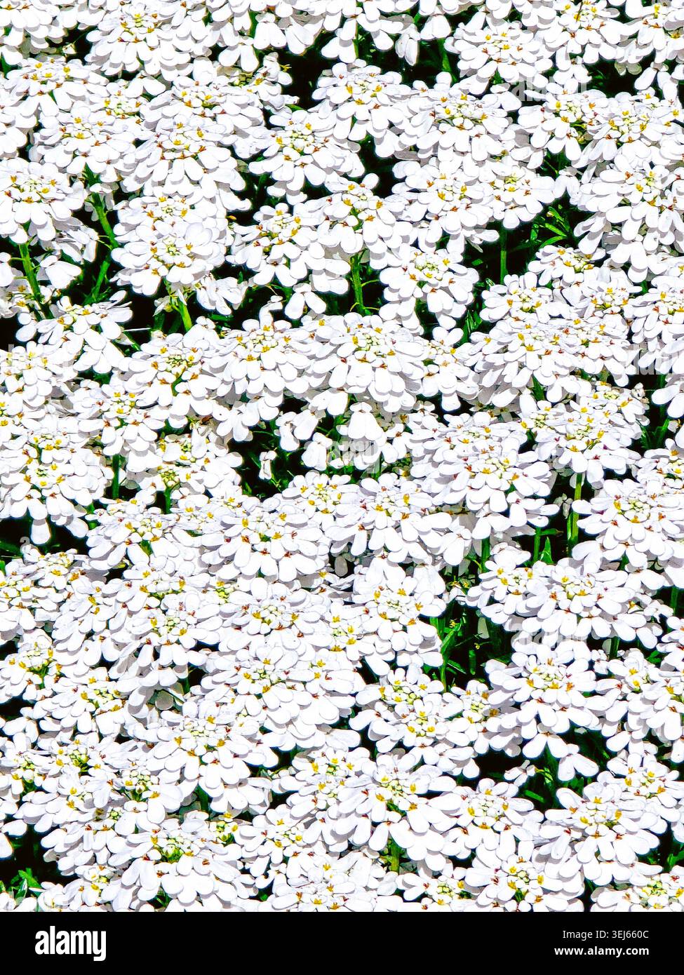 Come la neve in primavera Una fitta coperta di White Candytuft Foto Stock