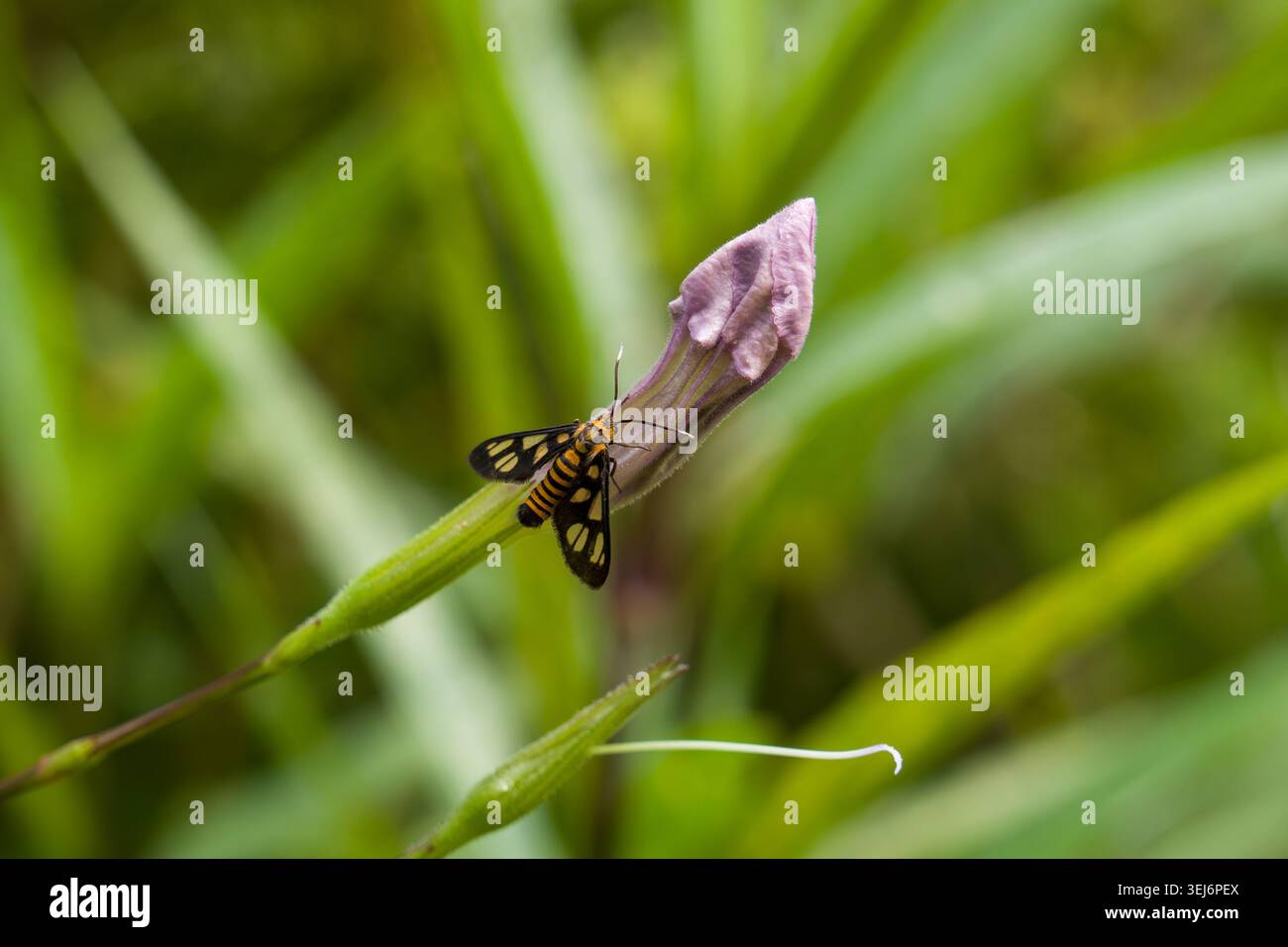 La piccola falena poggia su un fiore in erba. Moth ha ali nere, gialle e bianche. Il bocciolo viola si erge alto tra l'erba verde. L'impostazione naturale offre un blu morbido Foto Stock