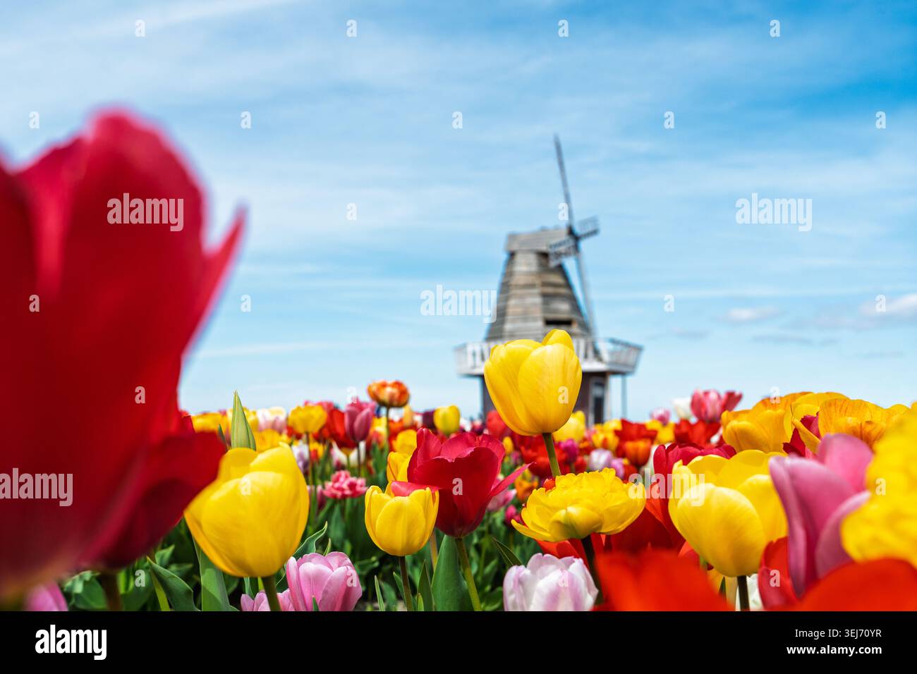 Tulipani colorati in fiore sul campo con mulino a vento, Holland Michigan USA, paesaggio primaverile Foto Stock