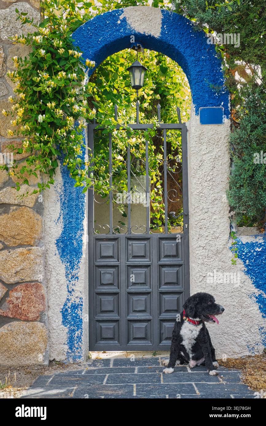 Cane bianco e nero seduto accanto a un cancello del giardino ad arco blu e bianco coperto da vigneti fioriti e vegetazione. Foto Stock