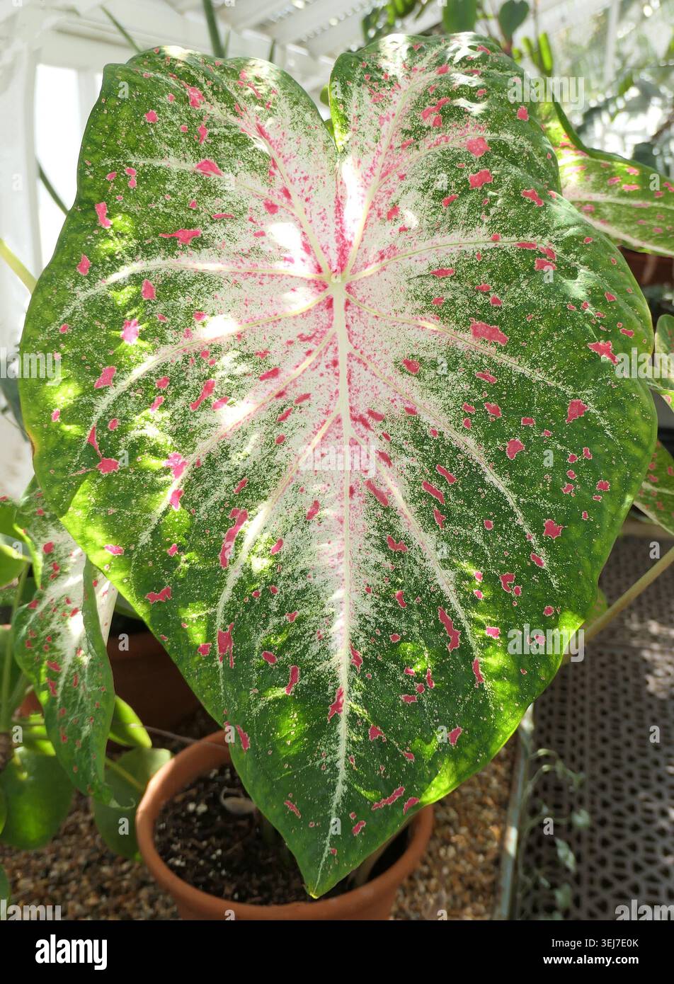 Primo piano di una grande foglia verde rossa e bianca a forma di cuore della pianta interna Caladium Limelite angelwings, Foto Stock