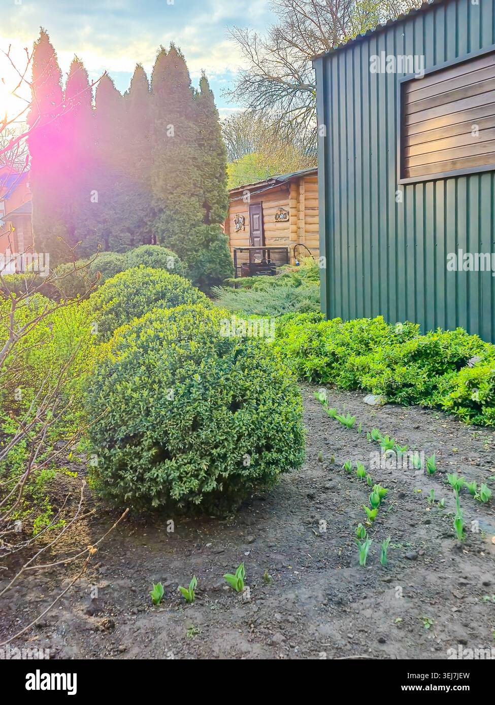 La luce del sole scorre attraverso alberi sempreverdi che illuminano un vivace giardino con piante in erba e affascinanti edifici in legno Foto Stock