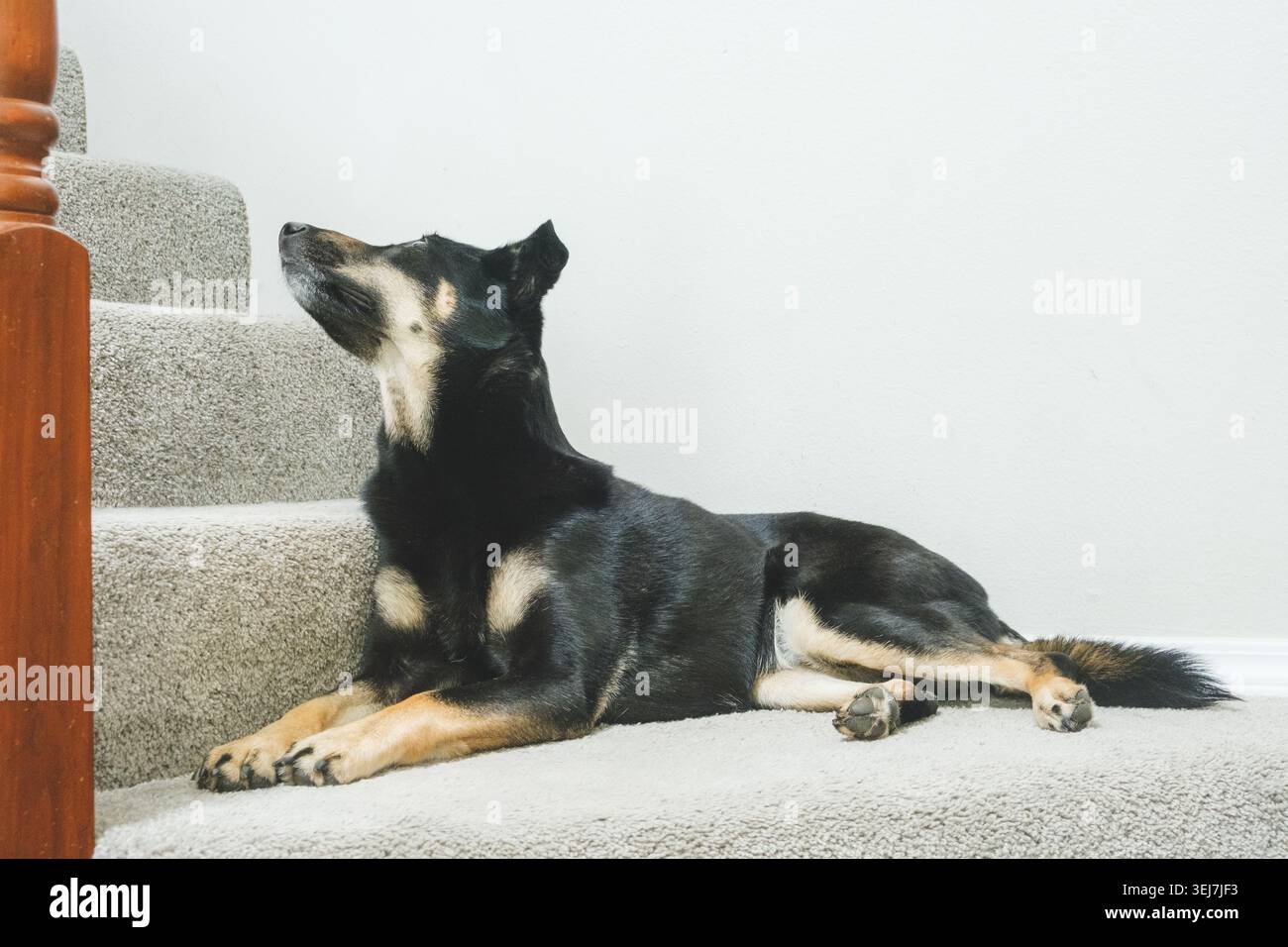 Un simpatico cucciolo australiano Kelpie è sdraiato sulle scale. Foto Stock
