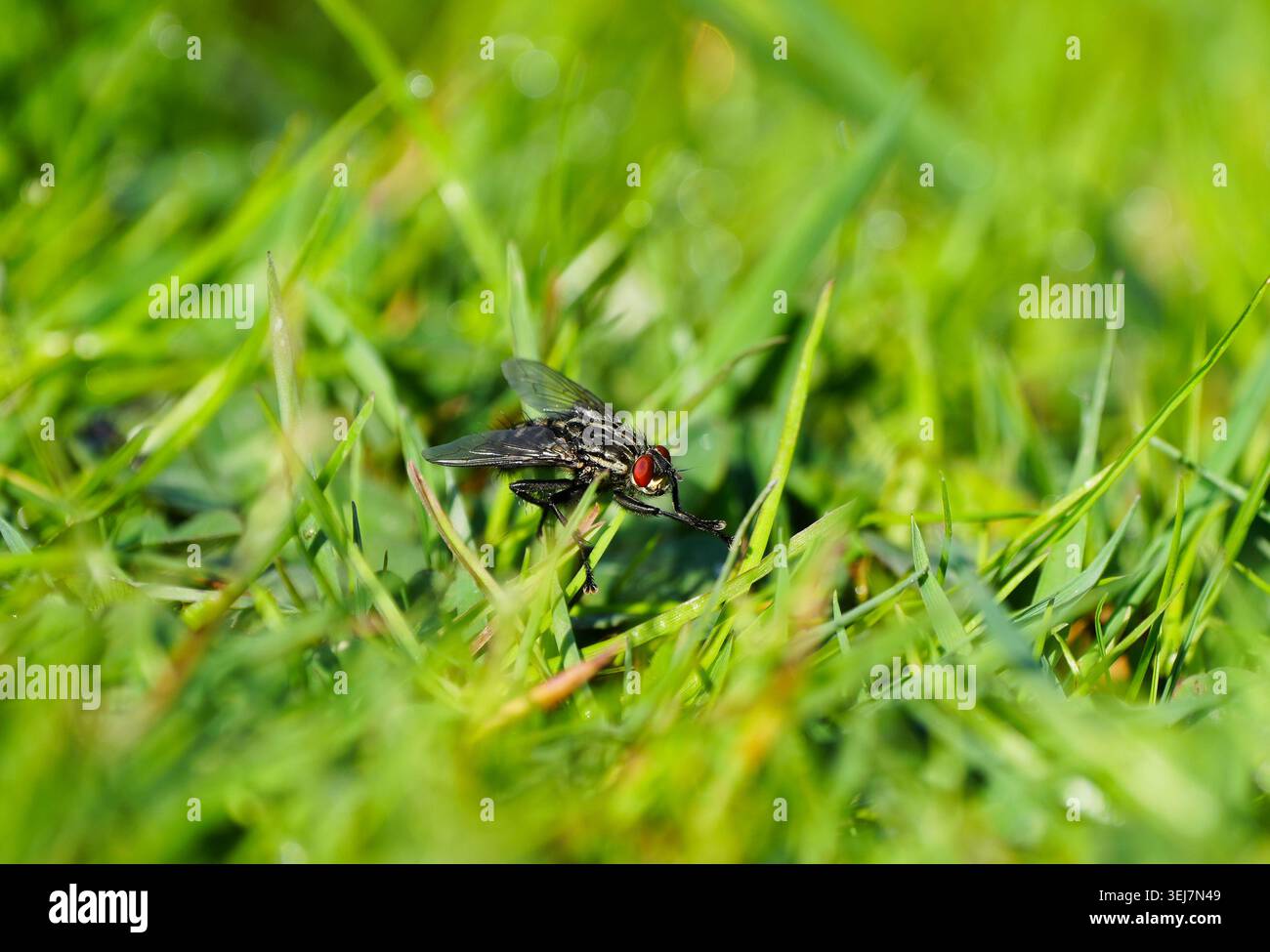 Primo piano di una mosca nera con occhi rossi nell'erba. Foto Stock
