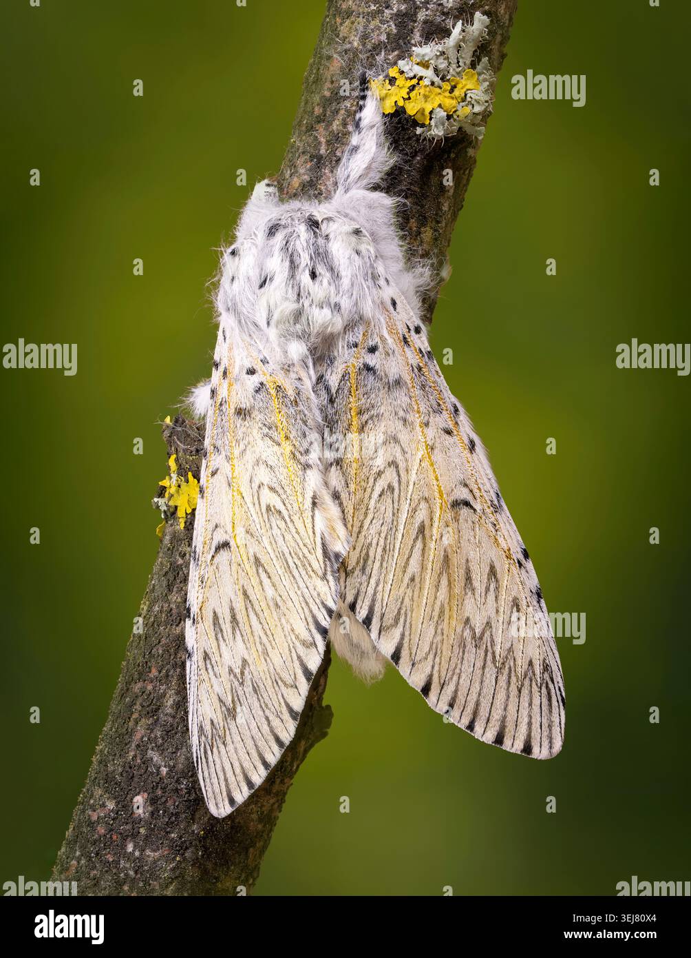 Un bellissimo gatto adulto Moth, (Cerura vinula), a riposo su un ramo di lichene coeverd. Foto Stock