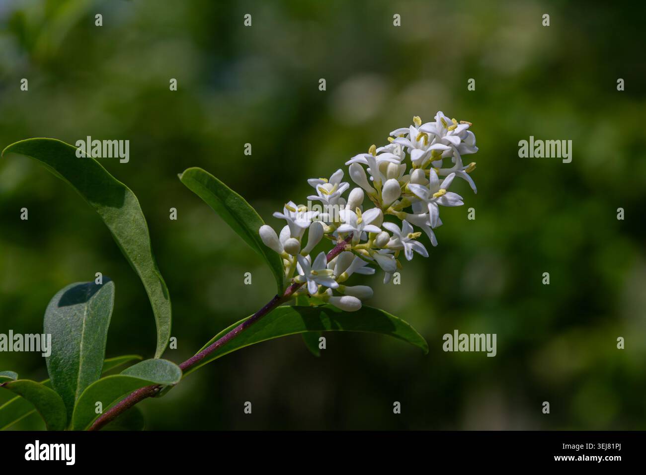 Piccoli fiori bianchi adornano i rami Ligustrum vulgare sullo sfondo foglie verdi vibranti durante la tarda primavera che mostrano la bellezza della natura. Foto Stock