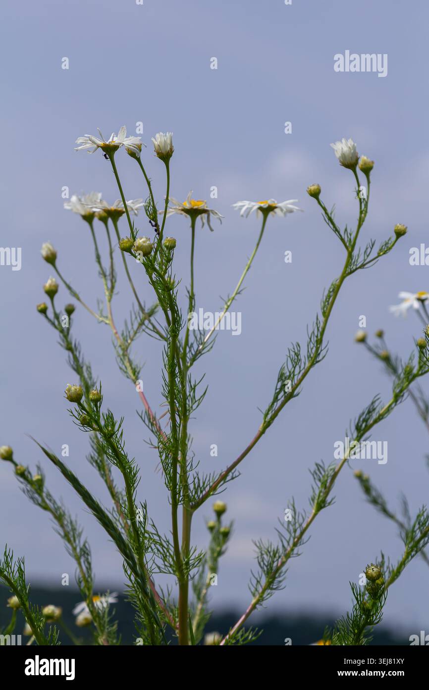 I fiori Golden Marguerite creano un vivace spettacolo con petali bianchi e centri gialli che prosperano in un campo soleggiato contro un cielo blu che esemplifica l'estate Foto Stock