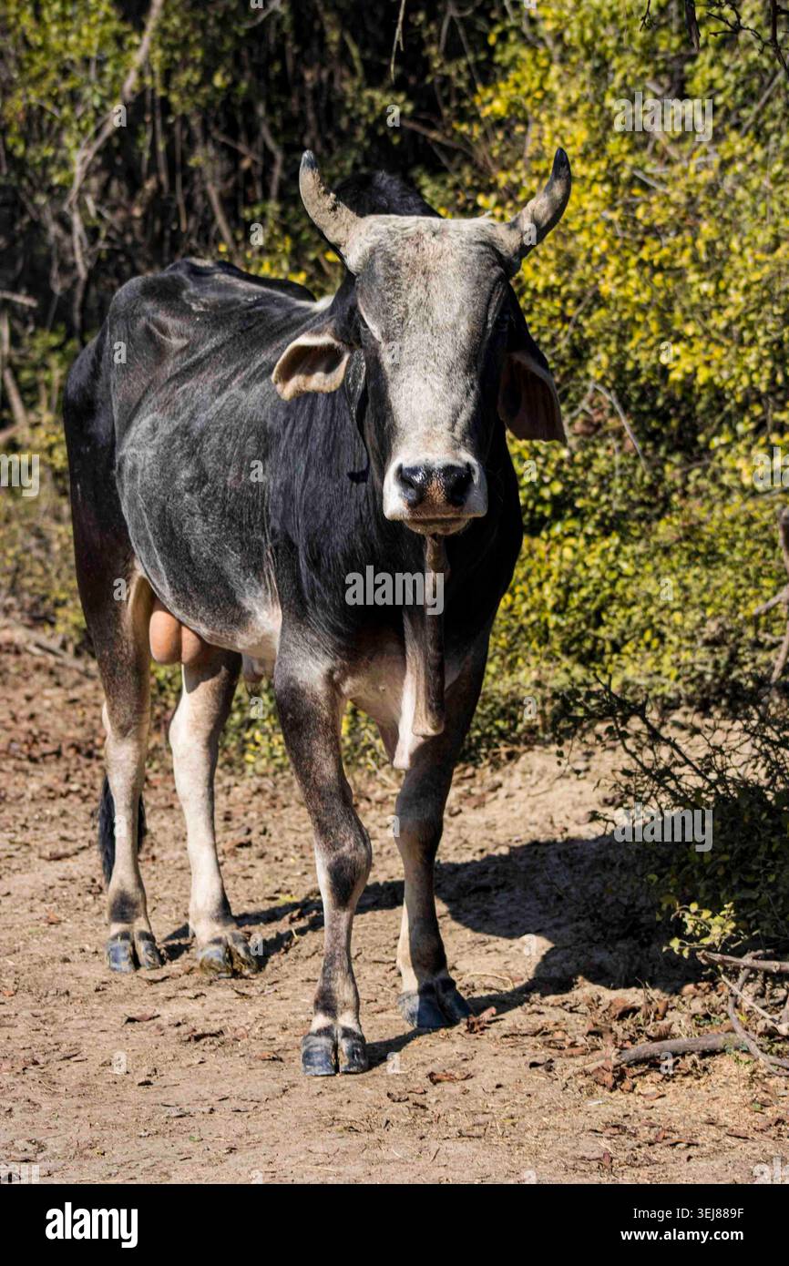 La mucca addomesticata vagava per il Bharatpur Bird Sanctuary, Jaipur, India Foto Stock