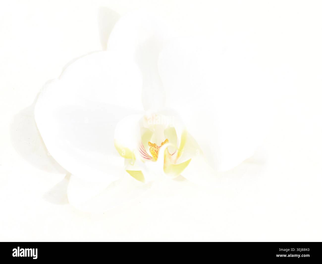 Fiore dell'orchidea bianco su sfondo bianco Foto Stock