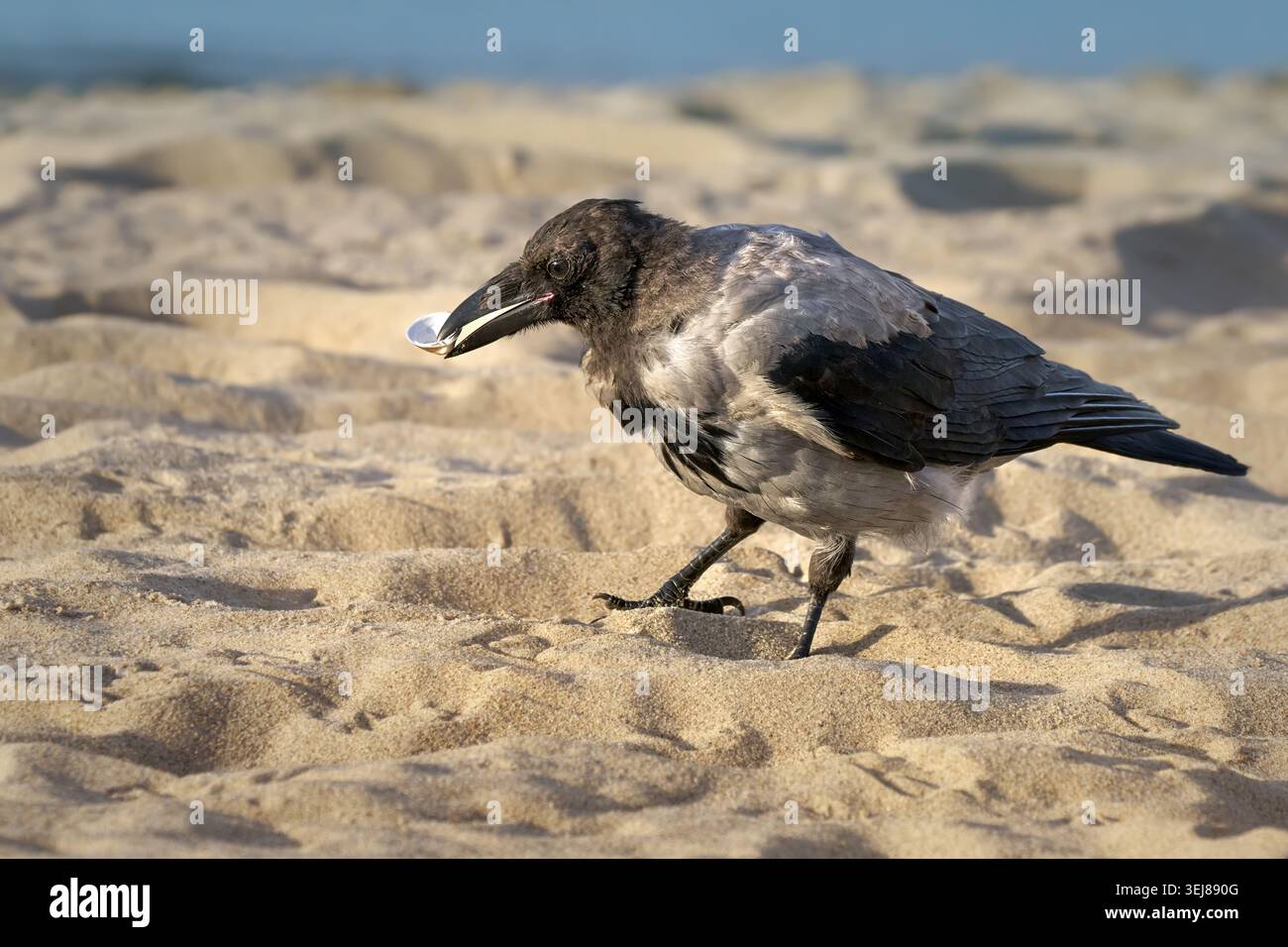 Corvo con cappuccio (Corvus cornix) con una cozze nel becco sulla spiaggia sabbiosa Foto Stock
