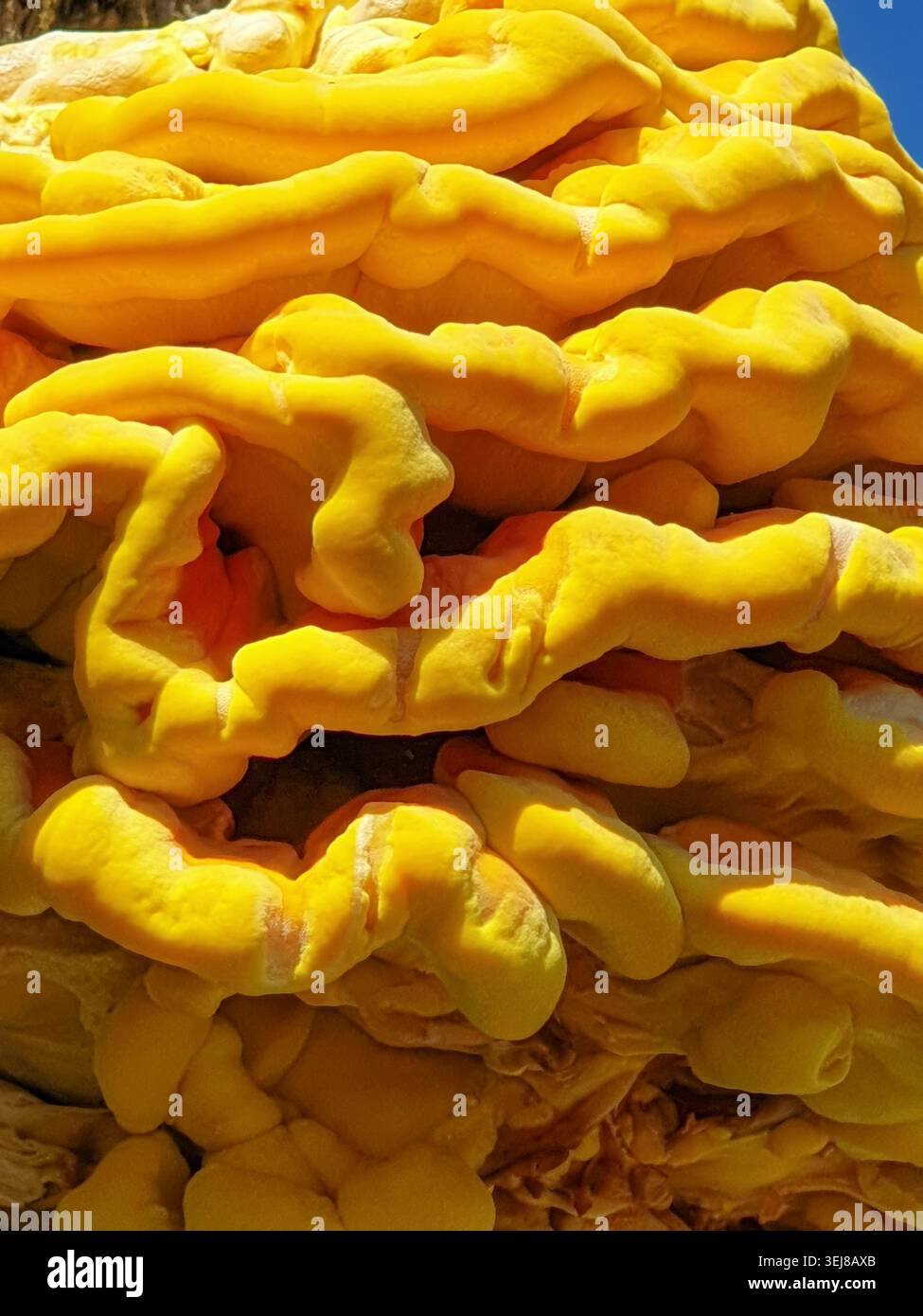 Struttura di funghi Yellow Shelf in primo piano contro il cielo blu Foto Stock