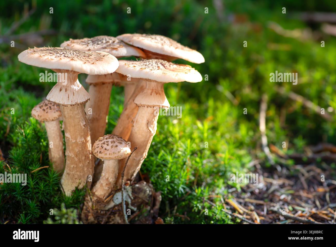 Primo piano di funghi al miele con tappi e steli marrone chiaro che crescono su terreni verdi di muschio nella foresta soleggiata. Foto Stock