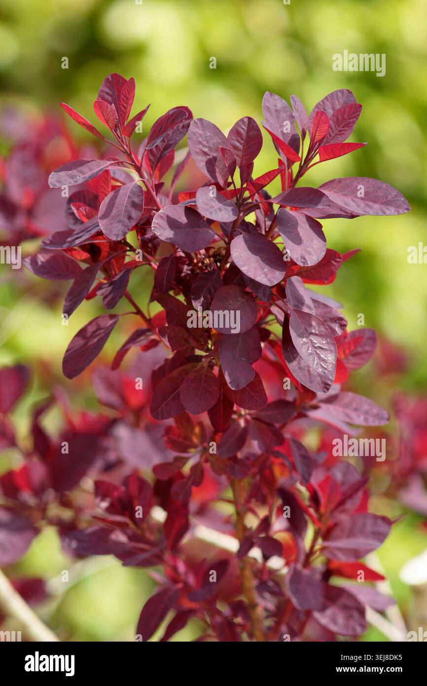 Cespuglio di fumo Cotinus coggygria 'Royal Purple', arbusto ornamentale, con caratteristiche foglie viola rosse al sole primaverile. REGNO UNITO Foto Stock