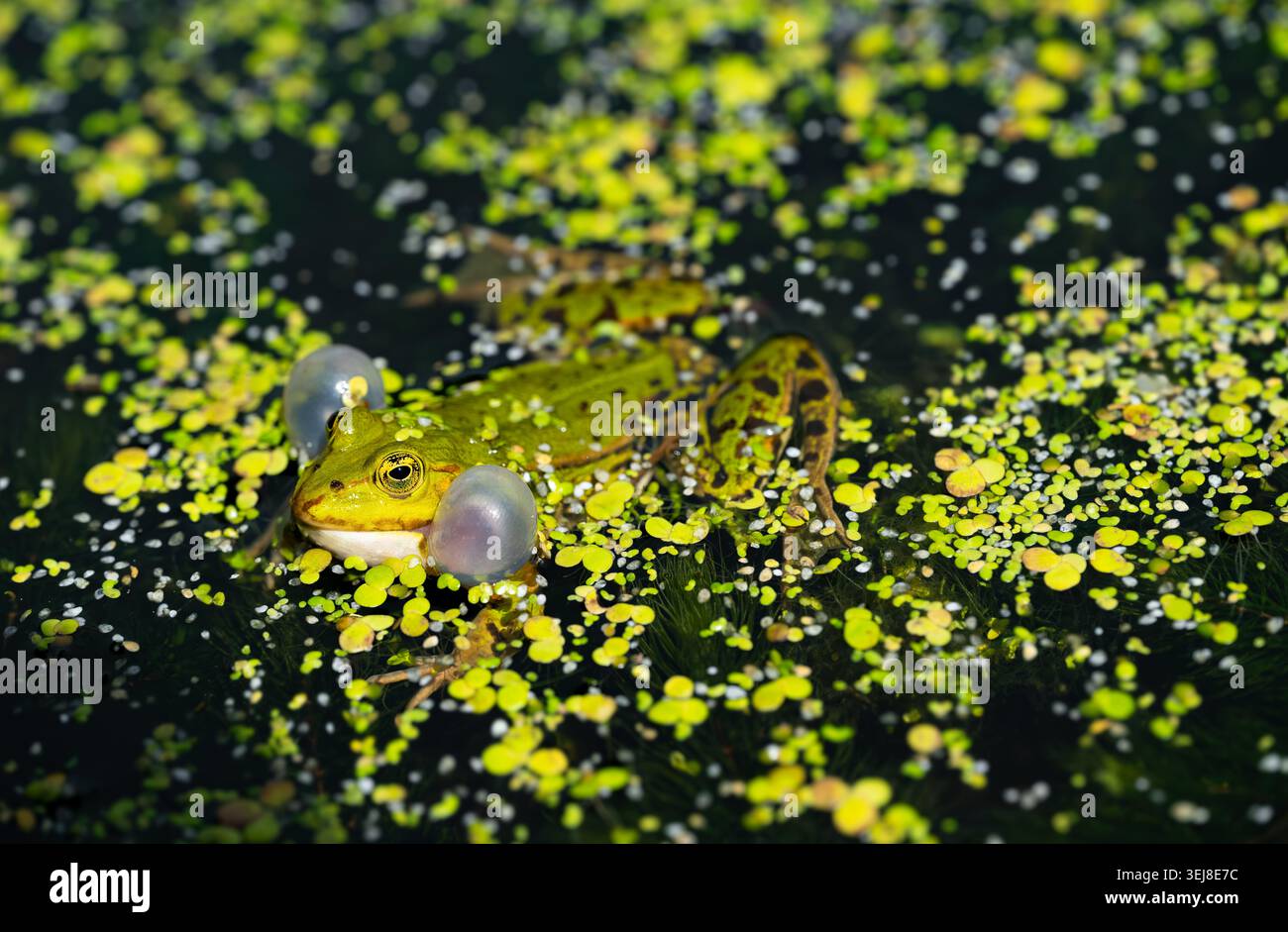 La rana d'acqua (Pelophylax), con le sue sacche vocali gonfiate e gli occhi sporgenti, è perfettamente mimetizzata in uno stagno e habitat riproduttore che si incrocia. Foto Stock