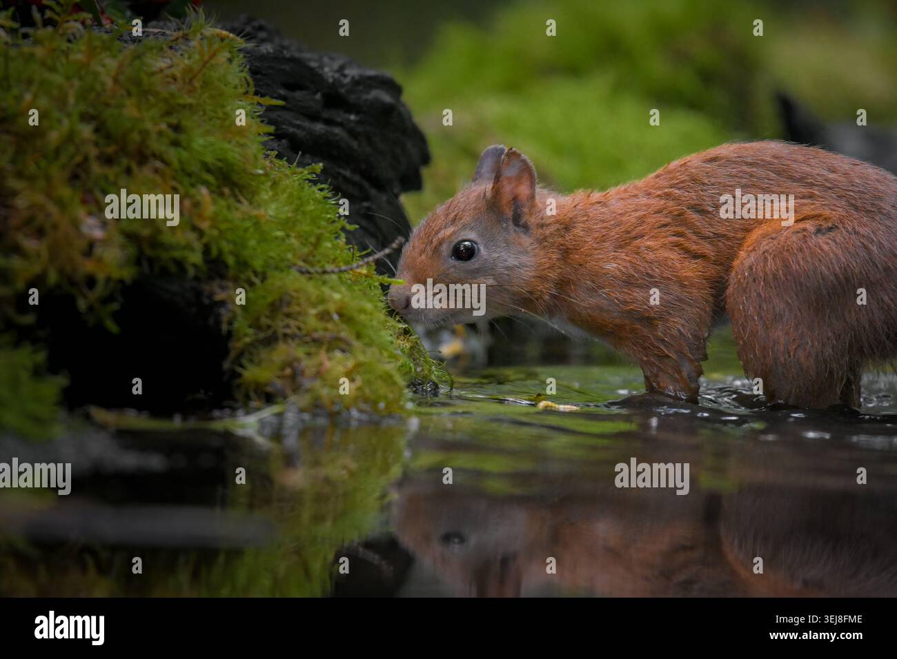 Foto macro dettagliata di uno scoiattolo rosso che beve acqua da un ruscello della foresta. Lo scoiattolo ha pelliccia bagnata e si concentra sull'acqua. Rocce mossy e lussureggianti Foto Stock