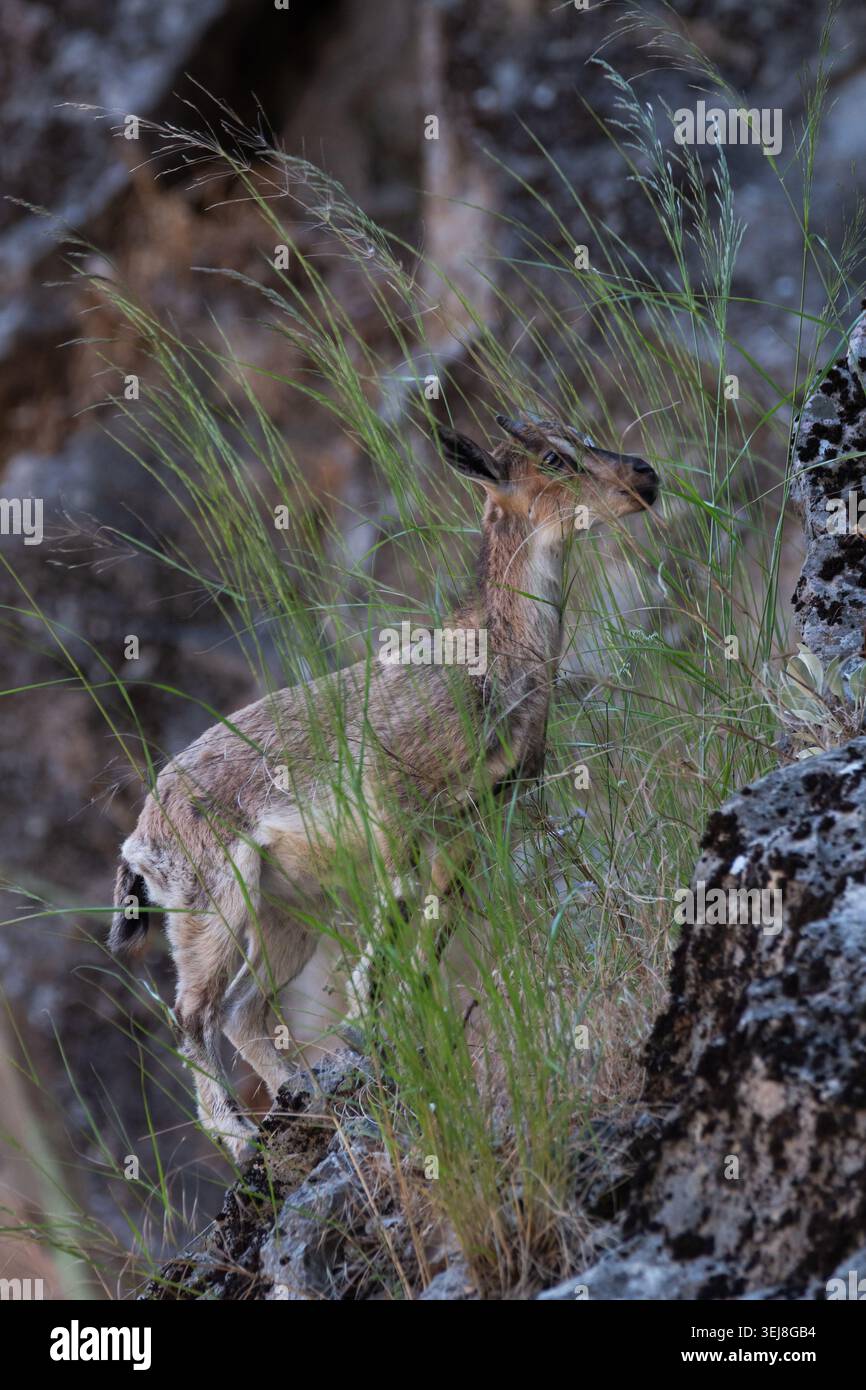 Capra selvatica Capra aegagrus che arrampica su ripide rocce, nascosta dietro l'erba verde alta in Grecia durante la primavera. Autentica fotografia naturalistica. Foto Stock