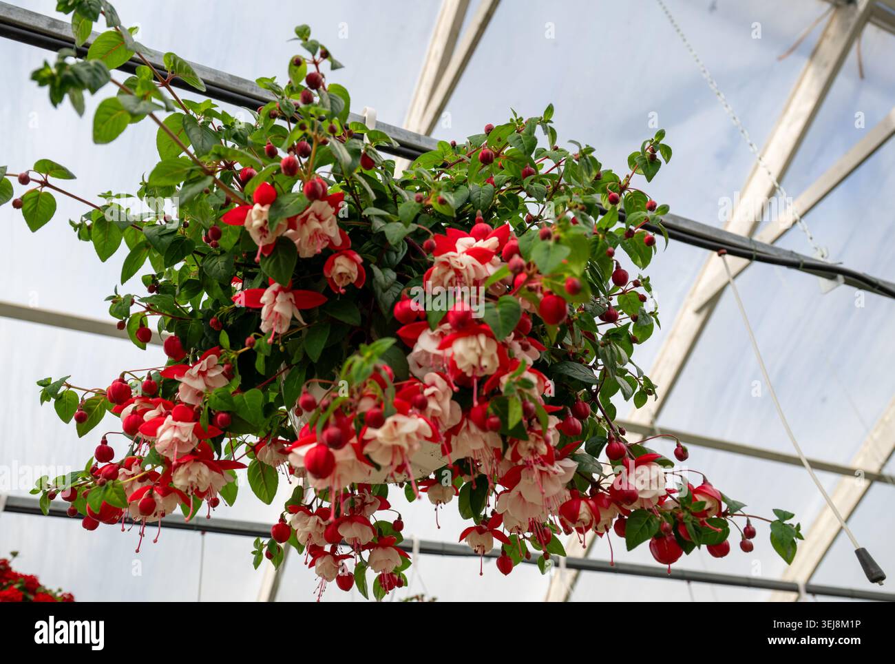 Fiori di fucsia rossi e bianchi appesi all'interno della moderna serra Foto Stock