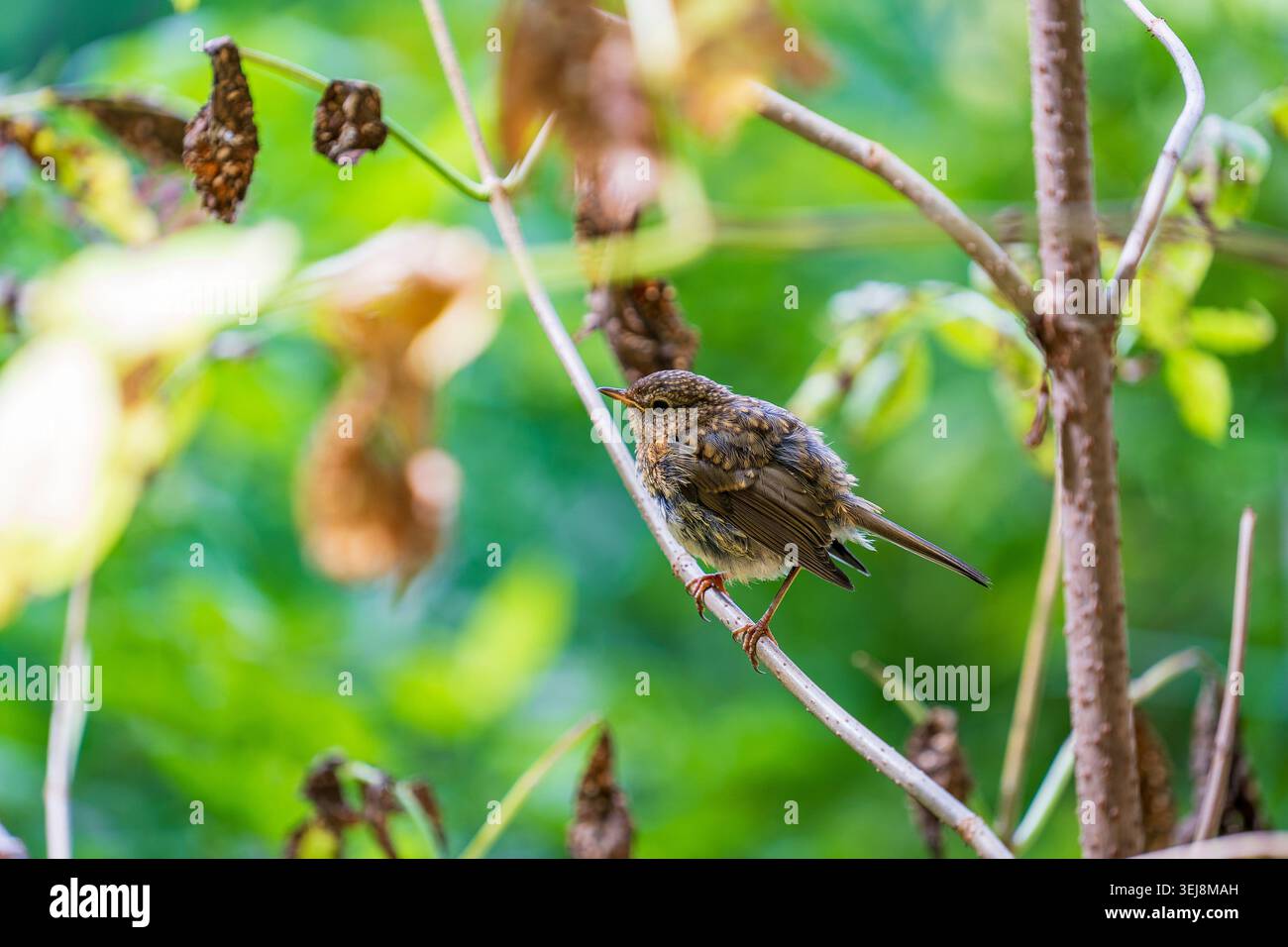 Piccolo uccello robin soffice seduto su un ramo nel giardino estivo. Un grazioso giovane uccello selvatico arroccato su un sottile ramo d'albero con un bel verde morbido e sfocato Foto Stock