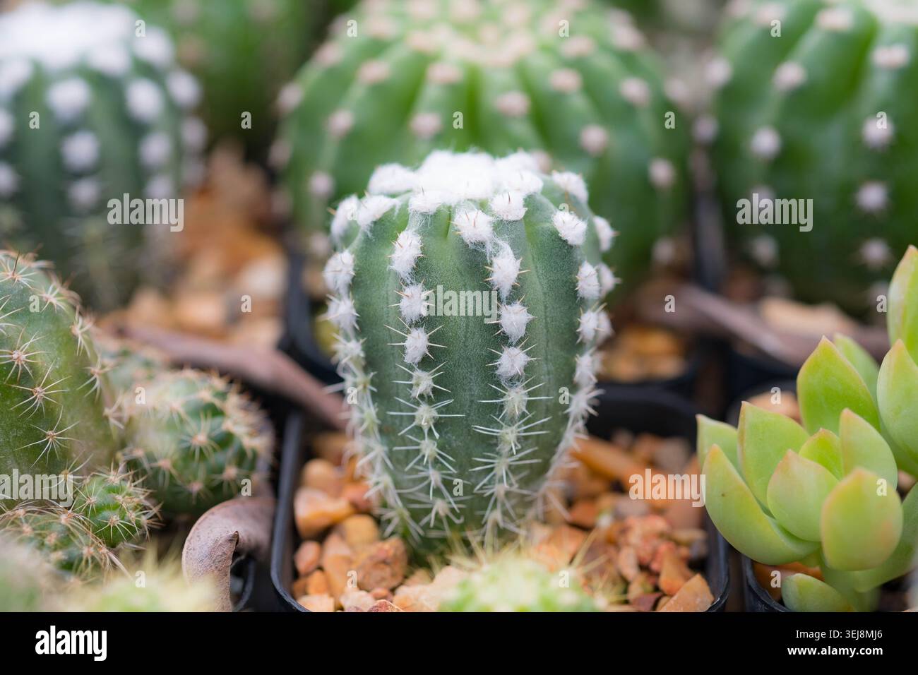Primo piano macro di piccoli cactus verdi con spine bianche soffici tra succulenti e cactus misti in vaso da vivaio nero, concetto di botanica Foto Stock