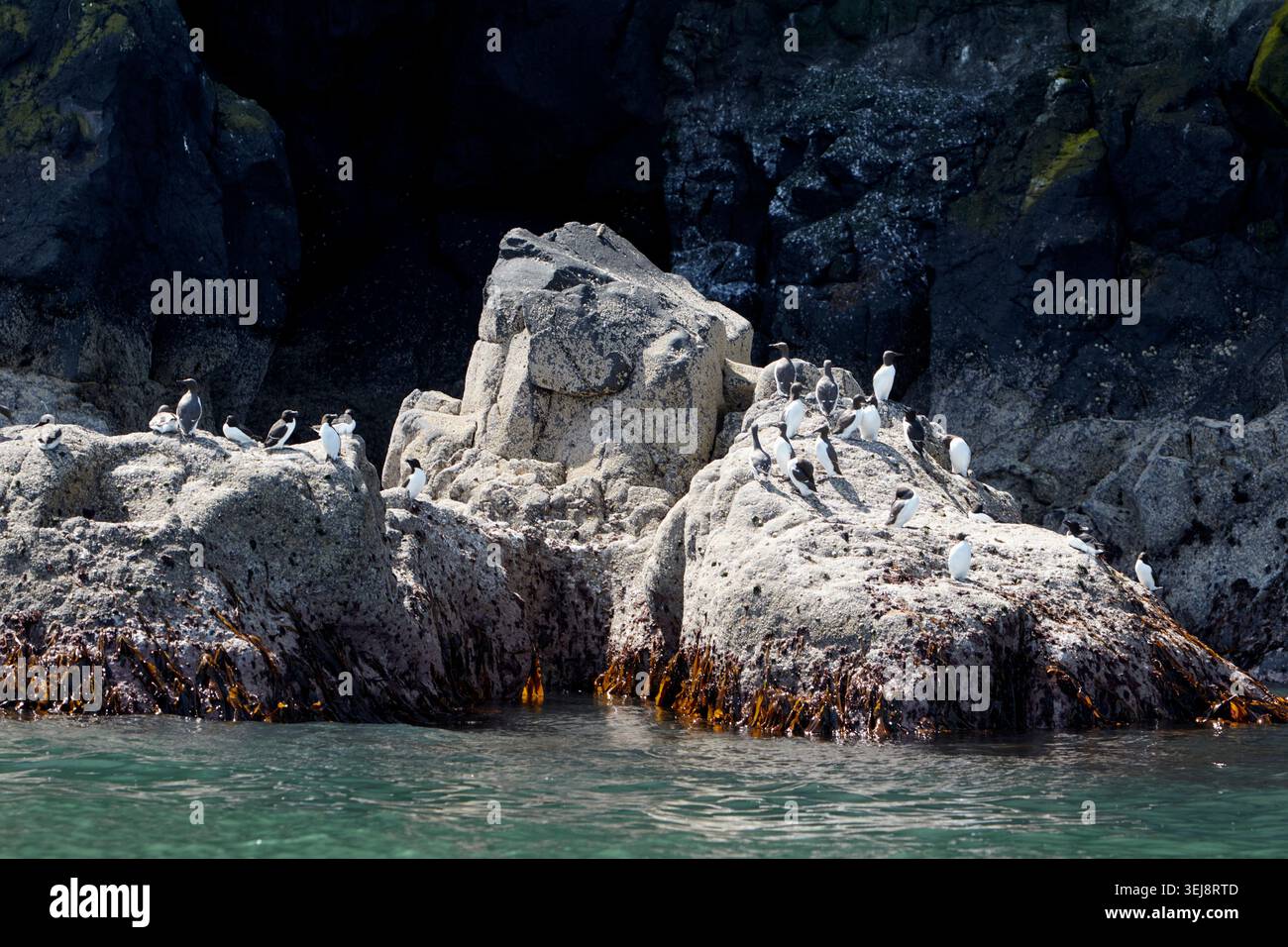 guillemot e colonia di razorbill il gobbins islandmagee contea di antrim irlanda del nord Foto Stock