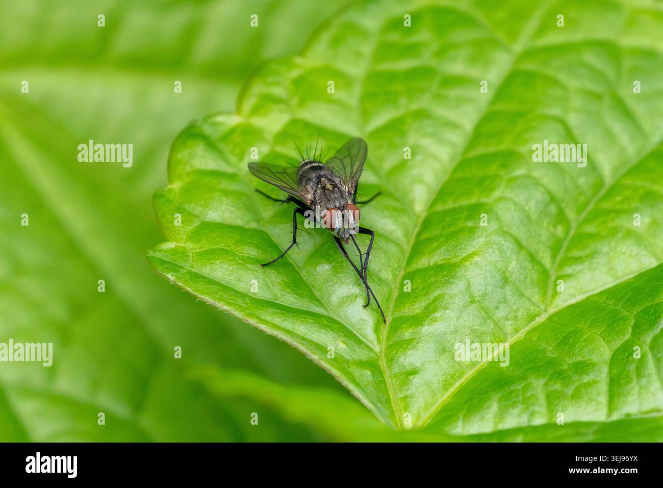 Una vista ravvicinata di una mosca appoggiata su una foglia verde vivace mette in risalto gli occhi rossi, le ali delicate e i dettagli intricati. Foto Stock