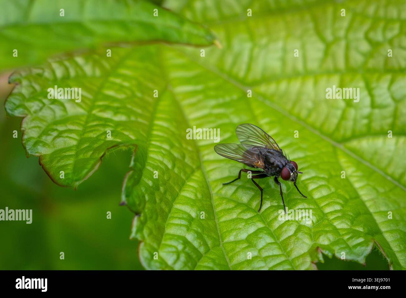 Un'immagine ravvicinata una mosca comune che poggia su una foglia verde brillante, evidenziando le sue delicate ali, gli occhi rossi e i dettagli intricati. Foto Stock