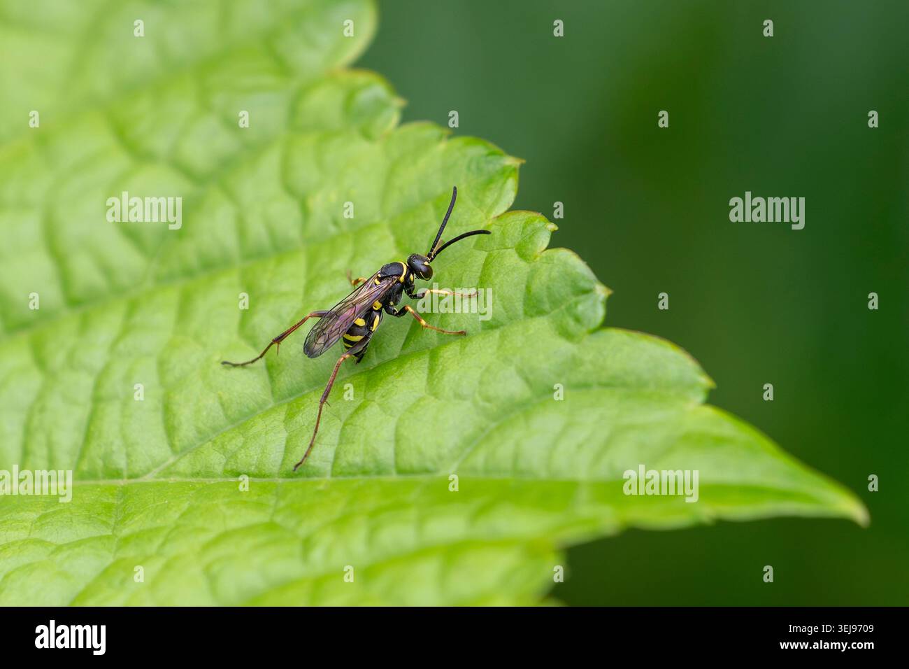 Una sottile vespa a ragno nera e gialla poggia su una foglia verde brillante, catturata con dettagli nitidi su uno sfondo naturale liscio e sfocato. Foto Stock
