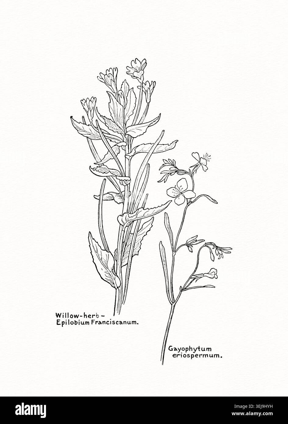 Illustrazione di fiori selvatici botanici con nomi di piante scritti a mano isolati su carta ad acquerello testurizzata. Foto Stock