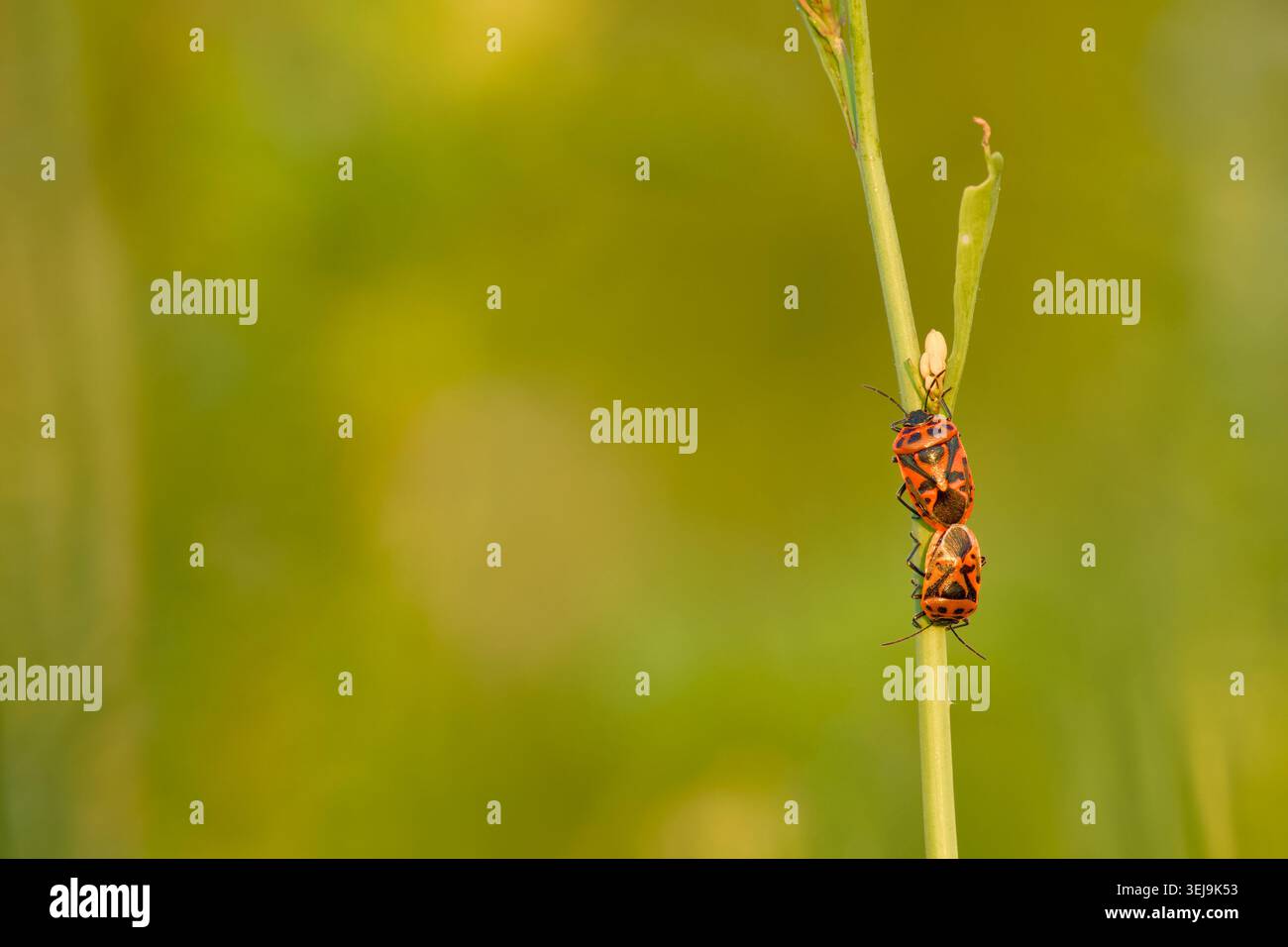 Coppia di insetti di cavolo rosso che si accoppiano su uno stelo di pianta su uno sfondo verde morbido Foto Stock