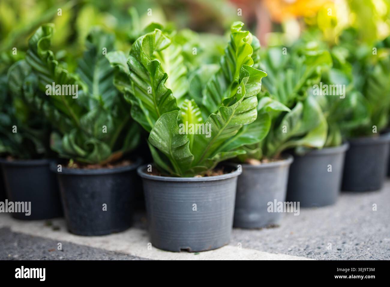 Molte piante di felce in vaso Asplenium nidus chiamate anche Cobra in esposizione a terra per la vendita in negozio di fiori. Foto Stock