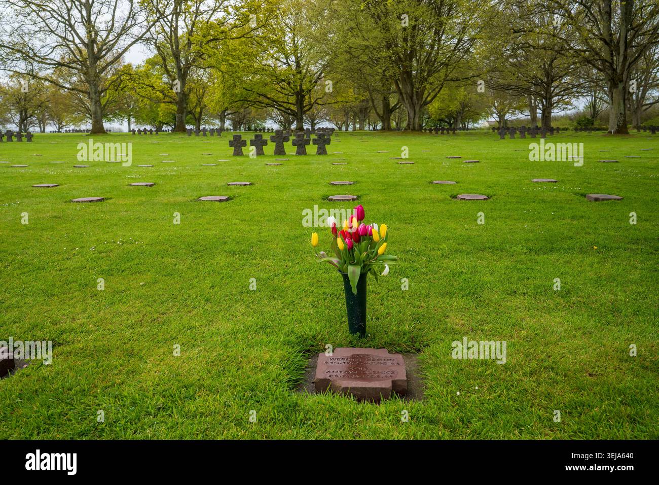 In primo piano, una lapide in pietra con un bouquet di tulipani gialli, rosa e bianchi in un vaso sul prato verde del cimitero di la Cambe in Normandia. IO Foto Stock