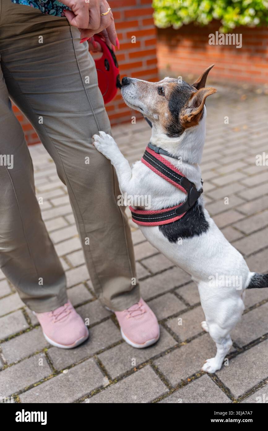 Donna che allena un piccolo cane Jack Russell per obbedire ai suoi comandi Foto Stock